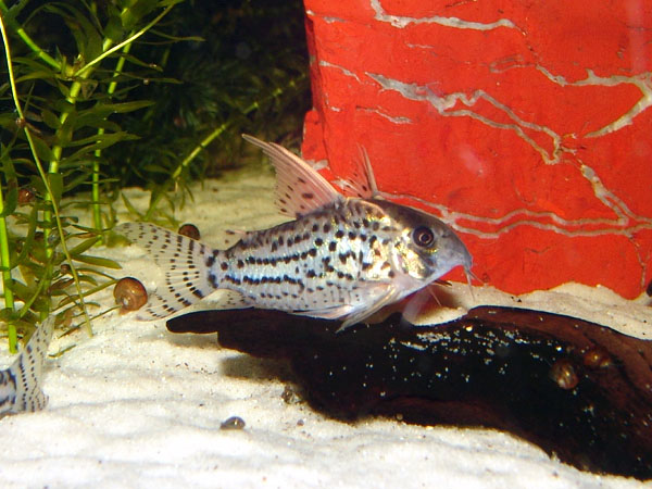 Corydoras schwartzii